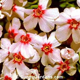 Phlox subulata, Phlox