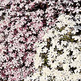 Phlox subulata, Creeping Phlox, Moss Phlox, Mountain Phlox