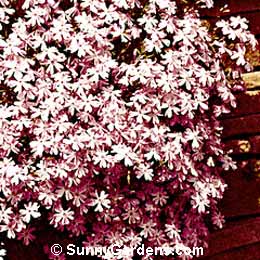 Phlox subulata, Pink Creeping Phlox, Moss Phlox, Mountain Phlox