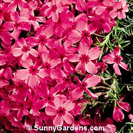 Phlox subulata, Creeping Phlox, Moss Phlox, Mountain Phlox