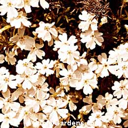 Phlox subulata, Creeping Phlox, Moss Phlox, Mountain Phlox