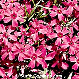 Phlox subulata atropurpurea, Creeping Phlox, Moss Phlox, Mountain Phlox