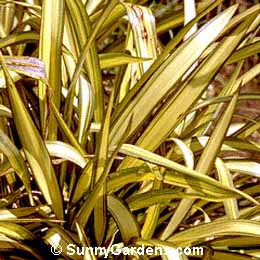 Phormium