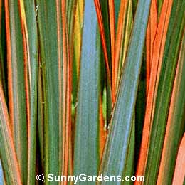 Phormium