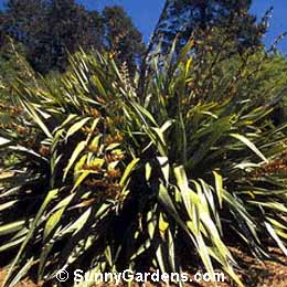 Phormium colensoi, Mountain Lily, Phormium cookianum