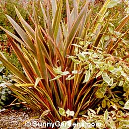 Phormium tenax, New Zealand Flax, New Zealand Hemp