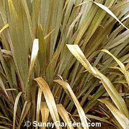Phormium tenax, Purple New Zealand Flax