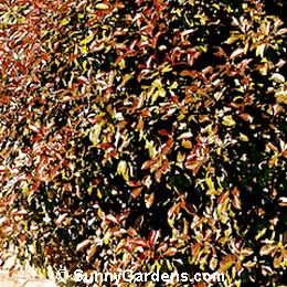 Photinia x fraseri, Fraser's Photinia, Fraser's Red Tip Photinia