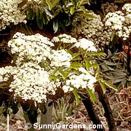 Photinia serrulata, Chinese Photinia