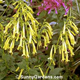 Phygelius aequalis, Cape Fuchsia, Aurea, Cream Trumpet