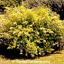Physocarpus opulifolius, Common Ninebark, Eastern Ninebark