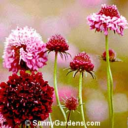 Scabiosa atropurpurea, Pincushion Flower, Mourning Bride, Scabiosa grandiflora