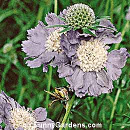 Scabiosa caucasica, Pincushion Flower