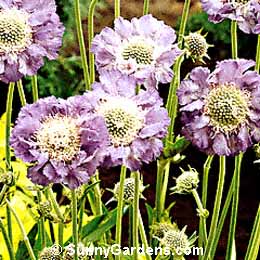 Scabiosa caucasica, Pincushion Flower