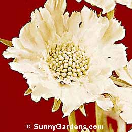 Scabiosa caucasica alba, Perennial Pincushion Flower