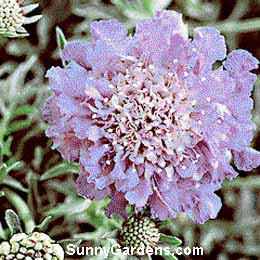 Scabiosa columbaria, Pincushion Flower