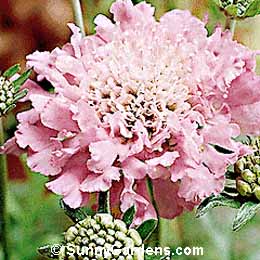 Scabiosa columbaria, Pincushion Flower