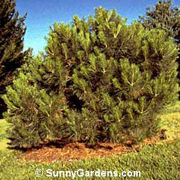 Pinus attenuata, Knobcone Pine, Knob-Cone Pine