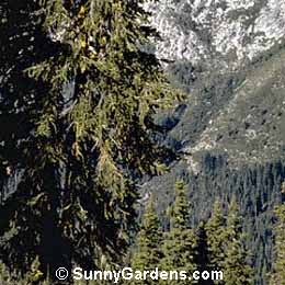 Pinus balfouriana, Foxtail Pine