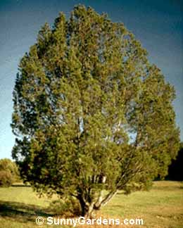 Pinus bungeana, Lace Bark Pine