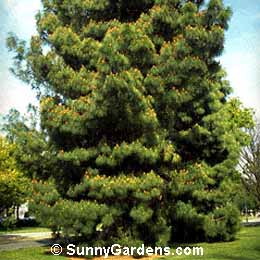 Pinus canariensis, Canary Islands Pine