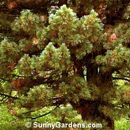 Pinus cembra, Swiss Stone Pine, Arolla Pine