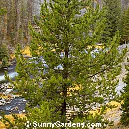 Pinus contorta, Shore Pine, Beach Pine