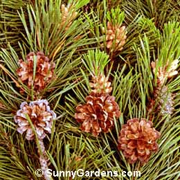 Pinus contorta murrayana, Sierra Lodgepole Pine, Pinus murrayana, Tamarack