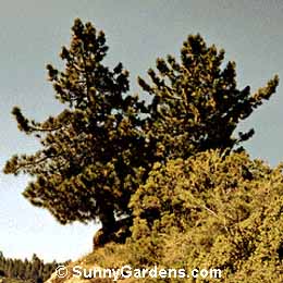 Pinus coulteri, Big-Cone Pine, Coulter Pine