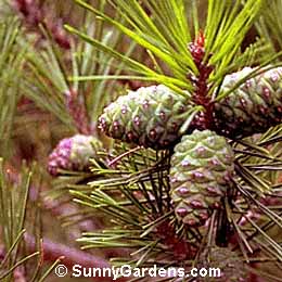 Pinus densiflora, Japanese Red Pine