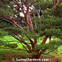 Pinus densiflora, Tanyosho Pine