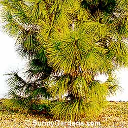 Pinus elliotii, Slash Pine