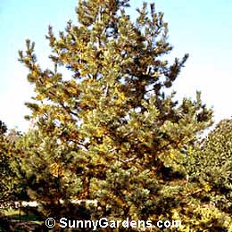 Pinus flexilis, Limber Pine