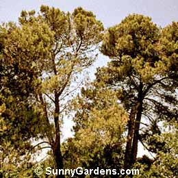 Pinus halepensis, Aleppo Pine