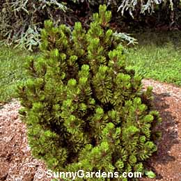 Pinus heldreichii leucodermis, Bosnian Pine, Pinus leucodermis