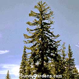 Pinus lambertiana, Pine Sugar