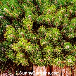 Pinus mugo, Mugo Pine, Swiss Mountain Pine, Pinus montana