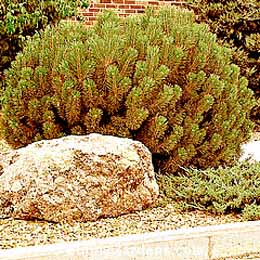 Pinus mugo mugo, Mugo Pine