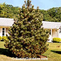 Pinus nigra, Austrian Black Pine
