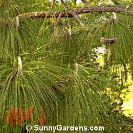 Pinus palustris, Pitch Pine, Longleaf Pine, Southern Yellow Pine