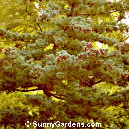 Pinus parviflora, Japanese White Pine
