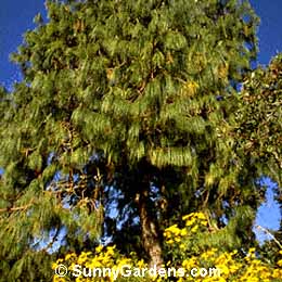 Pinus patula, Patula Pine, Mexican Weeping Pine, Jelecote Pine