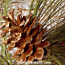 Pinus ponderosa, Ponderosa Pine, Western Yellow Pine, Blackjack Pine