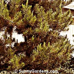 Pinus radiata, Monterey Pine, Pinus insignis