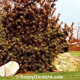 Pinus strobus, Eastern White Pine