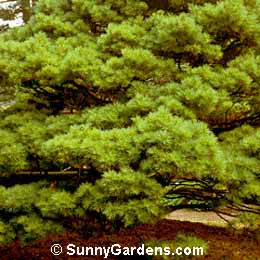 Pinus strobus, Dwarf White Pine