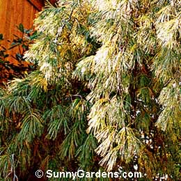 Pinus strobus, Weeping Eastern White Pine