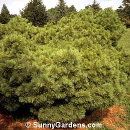 Pinus strobus, White Pine, Eastern White Pine, Weymouth Pine