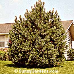 Pinus sylvestris, Scotch Pine, Scots Pine