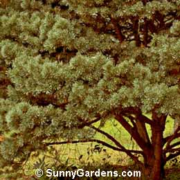 Pinus sylvestris, Scotch Pine, Scots Pine